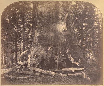 Section of the Grizzly Giant, 33 Feet Diameter, Mariposa Grove, Yosemite by Carleton E. Watkins